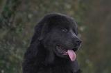 DOGUE DU TIBET 606